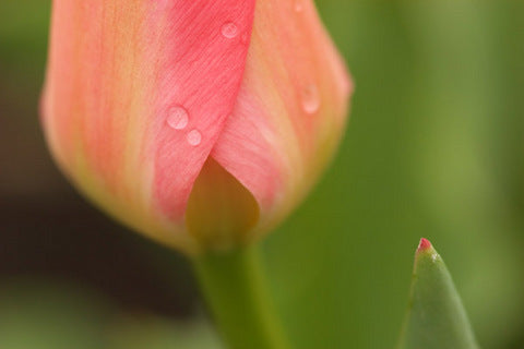 Ready-to-Frame Tulip Print 1