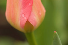 Ready-to-Frame Tulip Print 1