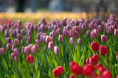 Ready to Frame Tulip Print 2