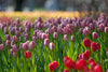 Tulip Greeting Cards Set 3
