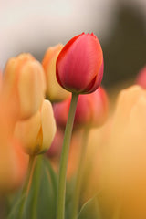 Tulip Greeting Cards Set 3