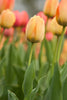 Tulip Greeting Cards Set 4