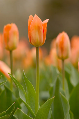 Ready to Frame Tulip Print 4