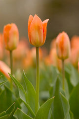 Ready to Frame Tulip Print 4