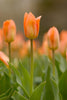 Tulip Greeting Cards Set 2