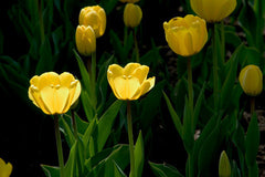 Ready to Frame Tulip Print 5