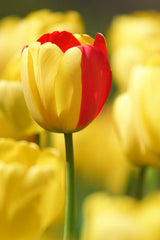 Ready to Frame Tulip Print 6