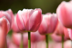 Tulip Greeting Cards Set 1