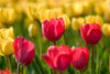 Tulip Greeting Cards Set 2