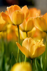 Ready to Frame Tulip Print 9
