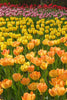 Tulip Greeting Cards Set 3