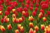Tulip Greeting Cards Set 3