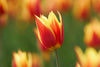 Tulip Greeting Cards Set 4