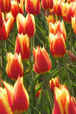Ready to Frame Tulip Print 11