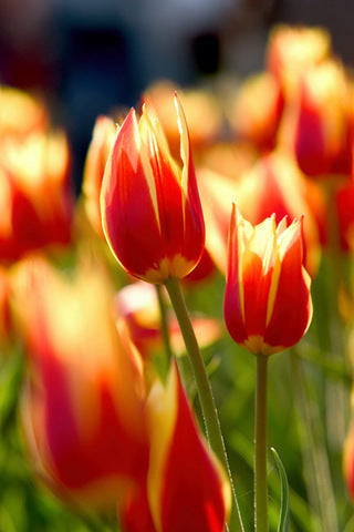 Ready to Frame Tulip Print 12