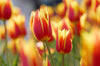 Tulip Greeting Cards Set 2