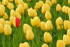 Tulip Greeting Cards Set 1