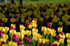 Tulip Greeting Cards Set 4