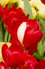 Copy of Tulip Greeting Cards Set 5