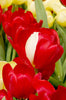 Tulip Greeting Cards Set 4