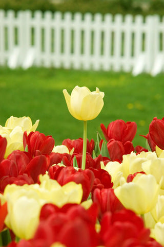 Ready to Frame Tulip Print 14