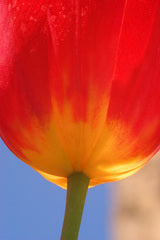 Tulip Greeting Cards Set 2