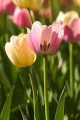 Copy of Tulip Greeting Cards Set 5