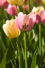 Tulip Greeting Cards Set 4