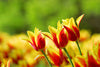 Tulip Greeting Cards Set 4