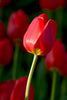 Tulip Greeting Cards Set 3