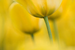 Tulip Dreams