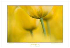 Tulip Dreams Poster